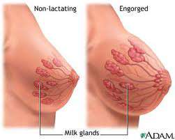تبدلات الثدي خلال الحمل