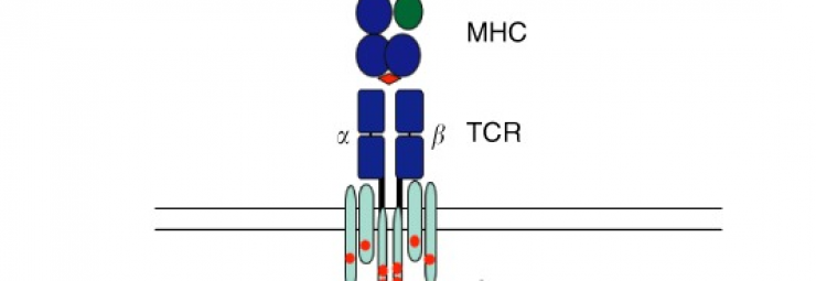 التعبير المعيب لمعقد مستقبلة الخلية التائية و CD3