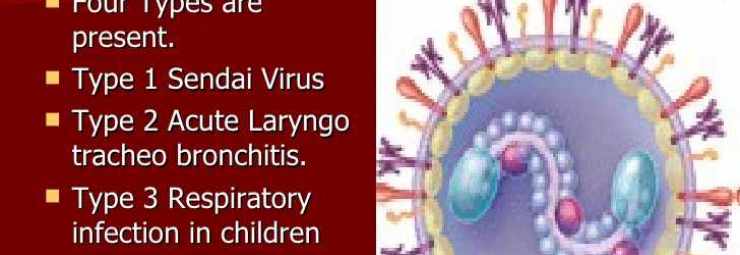 فيروس بارا انفلونزا